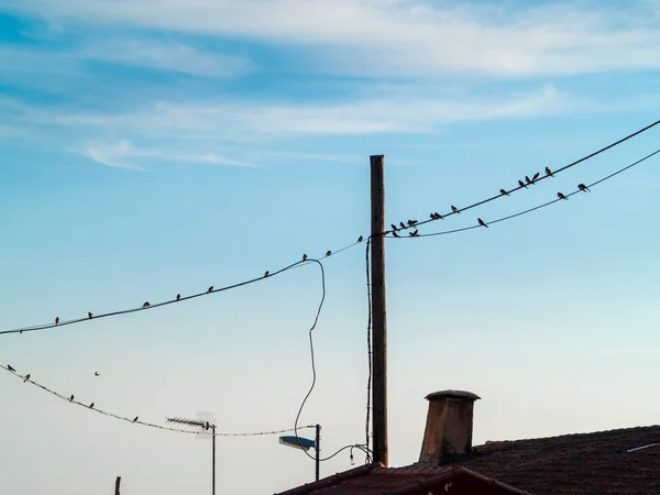 Los Pájaros Están Sentados Cable — Foto de Stock