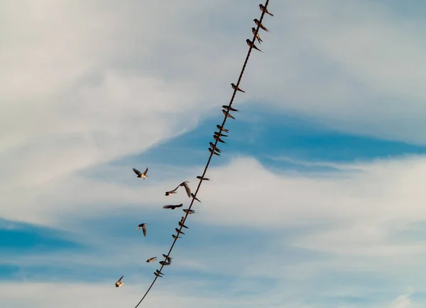Fåglar Sitter Linan — Stockfoto