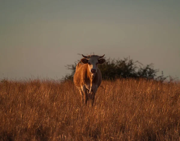 Cow Grazing Countryside Cabeza Diego Gomez Salamanca Spain — Stock Photo, Image