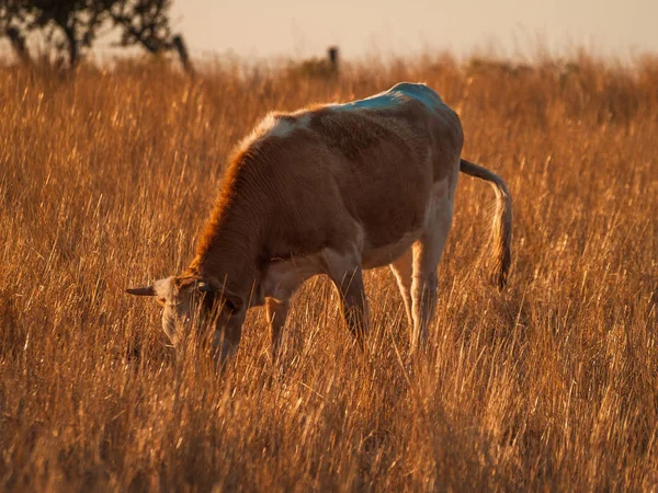 カベサ ディエゴ ゴメス サラマンカ スペインの田舎で放牧牛 — ストック写真