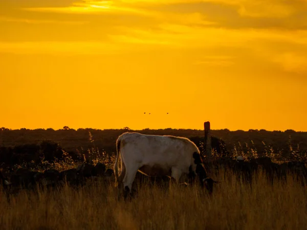 Cow Grazing Countryside Cabeza Diego Gomez Salamanca Spain — Stock Photo, Image