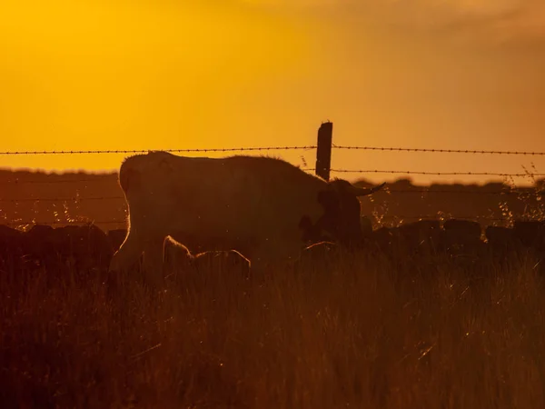 Cow Grazing Countryside Cabeza Diego Gomez Salamanca Spain — Stock Photo, Image