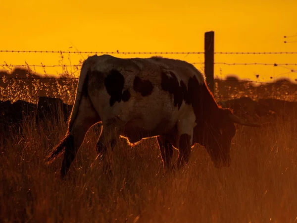 Vaca Pastando Campo Cabeza Diego Gomez Salamanca España — Foto de Stock