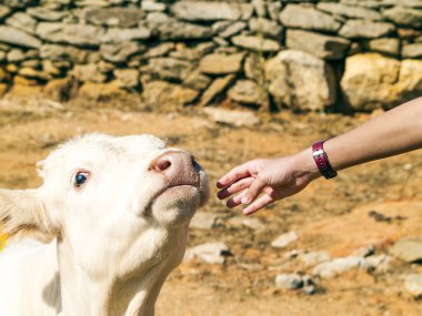 genç bir inek çiftliği de el dokunuyor 