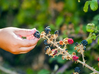 bahçede taze böğürtlen toplayan adam 