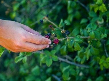 bahçede taze böğürtlen toplayan adam 