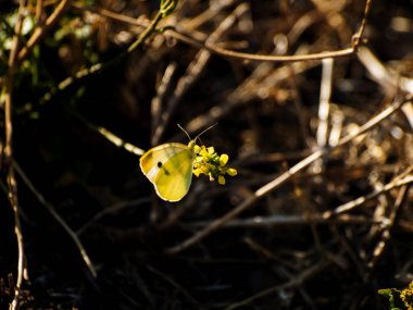 yaz parkında kelebek, yakın