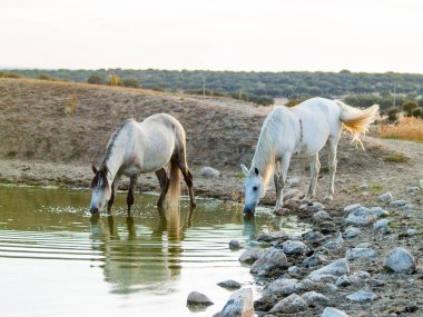 Bir gölde içme atlar 