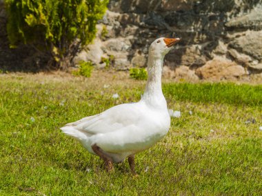 Yakın çekim, kırsal kesimde kaz başı
