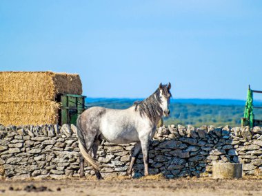 At çiftliği de Cabeza de Diego Gomez, Salamanca, İspanya