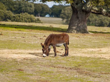 Bir İspanyol köyünde eşek