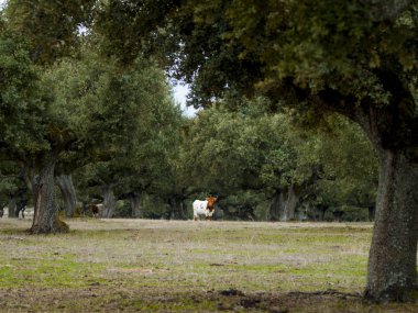 Cow at The Field, Ispanya