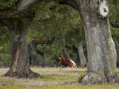 Cow at The Field, Ispanya