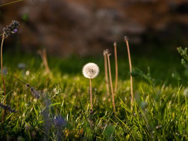 Güzel karahindiba çiçeği, yaklaş