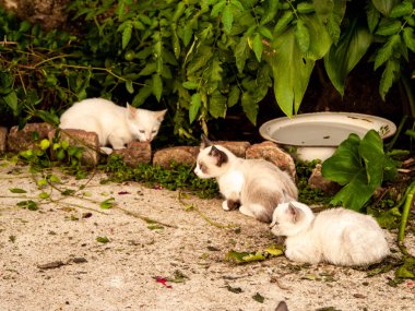 köyde yerli kediler