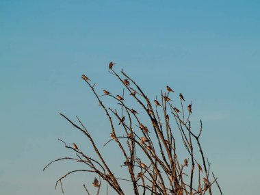 ağaç bahar üzerinde tıraşlama kuşlar 