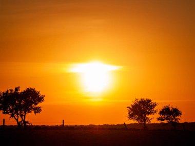 Kaç bulutlar ve dehesa ve ağaç siluet chemtrails batımında romantik turuncu gökyüzü