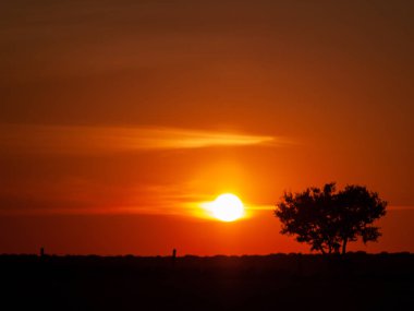 Kaç bulutlar ve dehesa ve ağaç siluet chemtrails batımında romantik turuncu gökyüzü