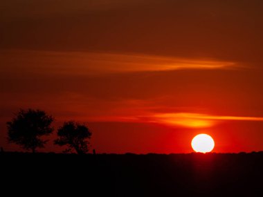 Kaç bulutlar ve dehesa ve ağaç siluet chemtrails batımında romantik turuncu gökyüzü