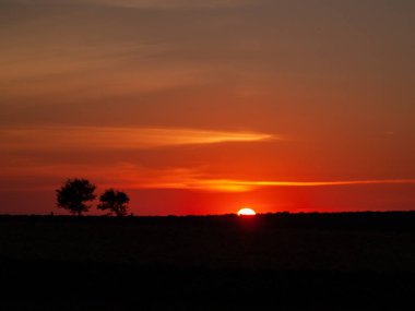 Kaç bulutlar ve dehesa ve ağaç siluet chemtrails batımında romantik turuncu gökyüzü