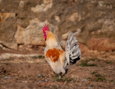 kırsal üzerinde otlatma horoz 