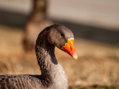 Yakın çekim, kırsal kesimde kaz başı