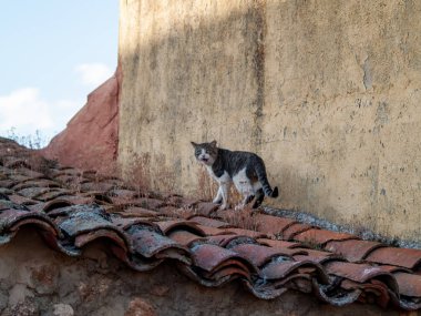 bir evin bir köyde Cabeza de Diego Gomez - Salamanca - İspanya çatıda kedi
