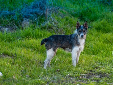 baharda kırsal sevimli köpek 