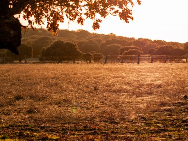 günbatımı ile birkaç bulutlar ve ağaç yapısı Cabeza de Diego Gomez, Salamanca, İspanya