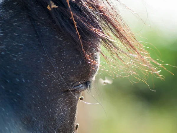 Hermoso Caballo Una Granja Campo Primavera —  Fotos de Stock