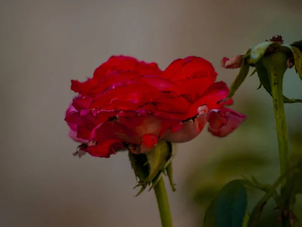 Flor Verão Perto — Fotografia de Stock