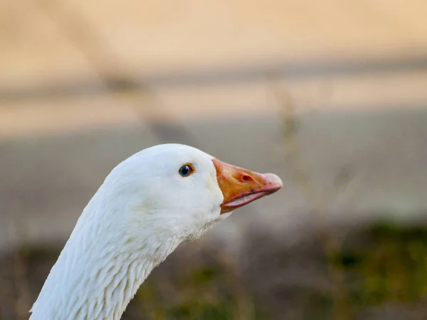 Goose Farm Salamanca Spain — Stock Photo, Image