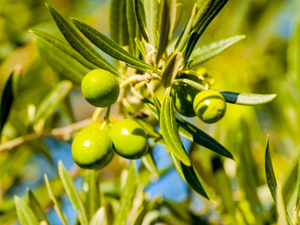 Olives Vertes Sur Branche — Photo