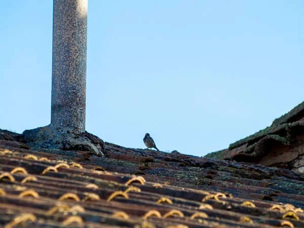Pássaro Pardal Pousando Telhado Close Vida Selvagem — Fotografia de Stock