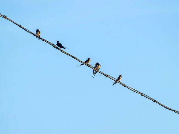 Vögel Sitzen Auf Dem Draht — Stockfoto