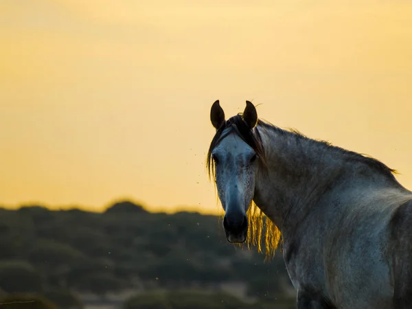 Кінь Заході Сонця Випасання Іспанській Десеї — стокове фото