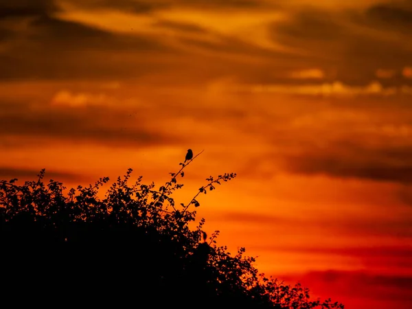 Sonnenuntergang Mit Orangefarbenem Himmel Cabeza Diego Gomez Spanien — Stockfoto