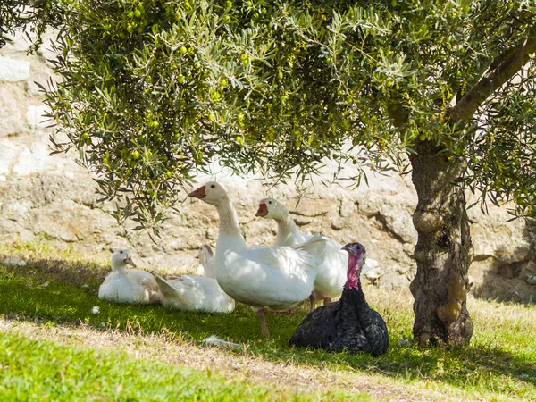 geese on farm. Agriculture, rural life