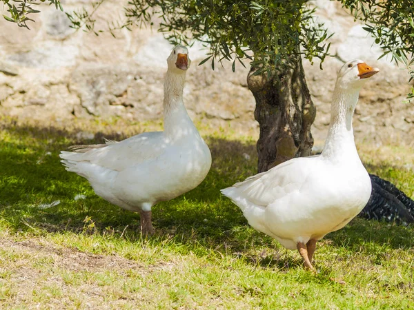 Geese Farm Agriculture Rural Life — Stock Photo, Image