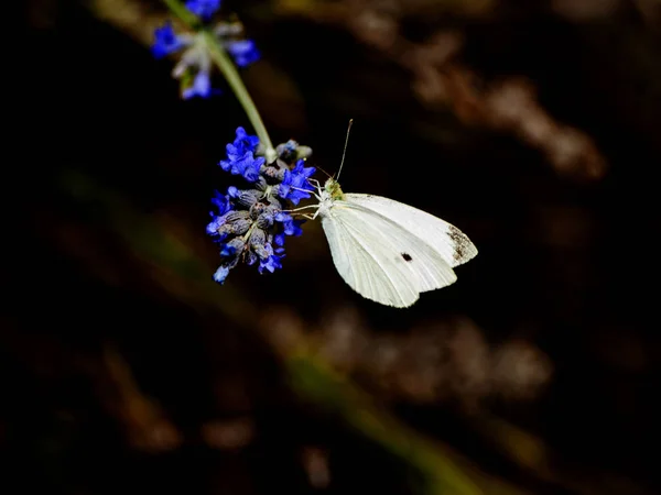 春の花を受粉蝶 — ストック写真