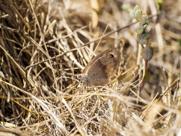 Papillon Dans Parc Été Gros Plan — Photo