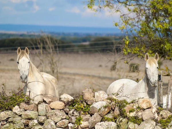 Pferde Auf Dem Bauernhof Cabeza Diego Gomez Salamanca Spanien — Stockfoto