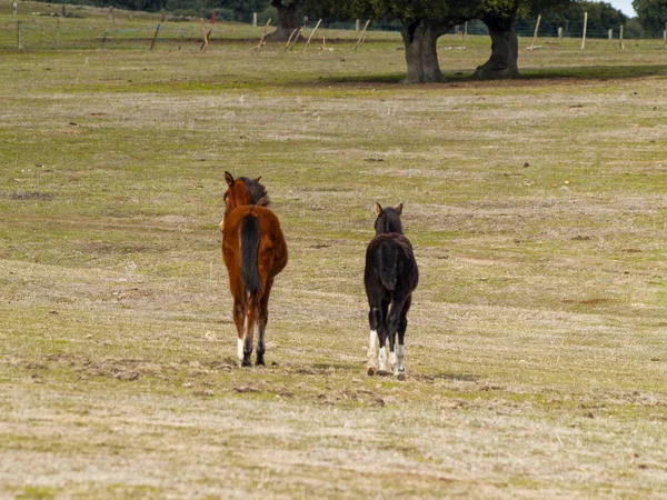 Horses Countryside Cabeza Diego Gomez Salamanca Spain — Stock Photo, Image