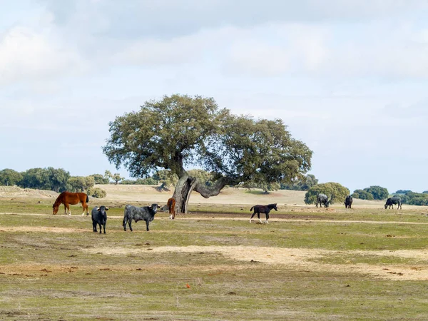 Caballos Campo Cabeza Diego Gomez Salamanca España — Foto de Stock