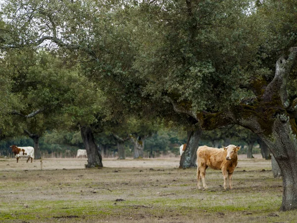 Vacas Pastando Campo Salamanca España —  Fotos de Stock