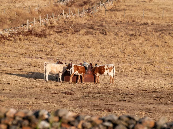 Vacas Pastando Campo Salamanca España —  Fotos de Stock