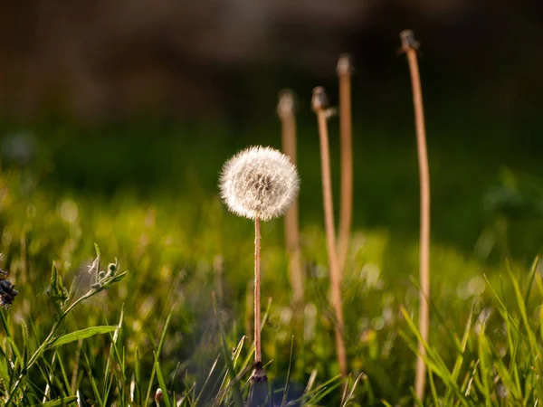 美丽的蒲公英花紧密相连 — 图库照片