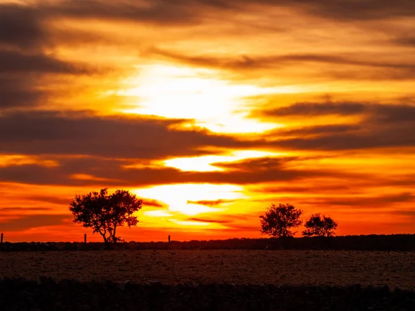 Céu Laranja Romântico Pôr Sol Dia Nublado Silhueta Dehesa Árvore — Fotografia de Stock