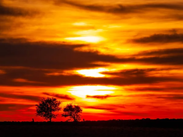 Romantický Oranžová Obloha Při Západu Slunce Zatažené Silueta Dehesa Strom — Stock fotografie
