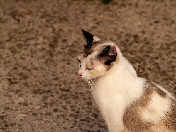 Gatto Domestico Nel Villaggio — Foto Stock